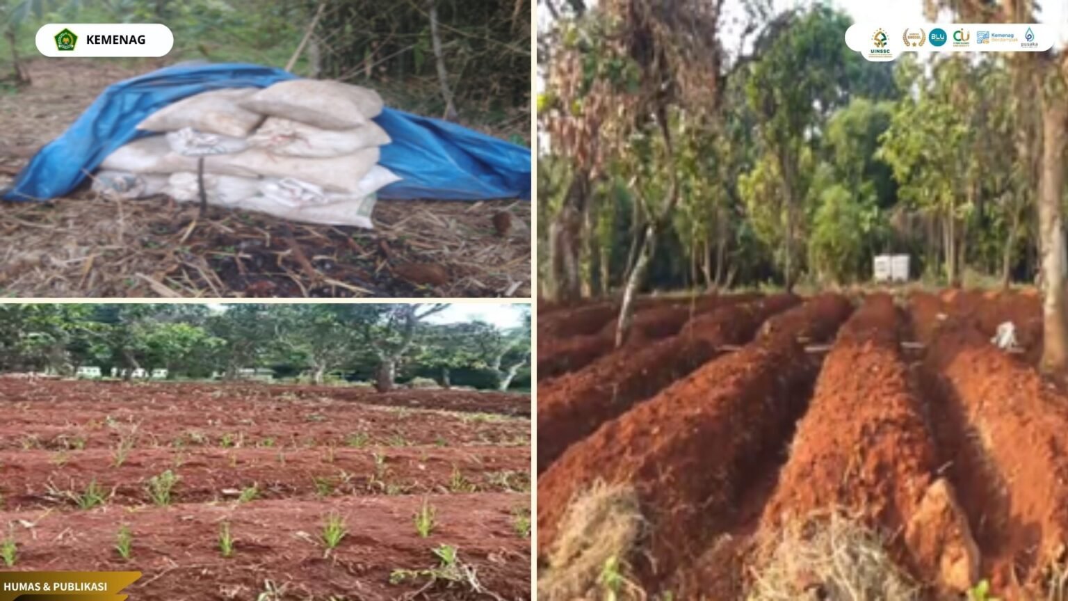 “Dari Hutan Belukar Menjadi Lumbung Pangan: Riset UIN Siber Cirebon Ciptakan Revolusi Pertanian Tanpa Air Berbasis Syariah”